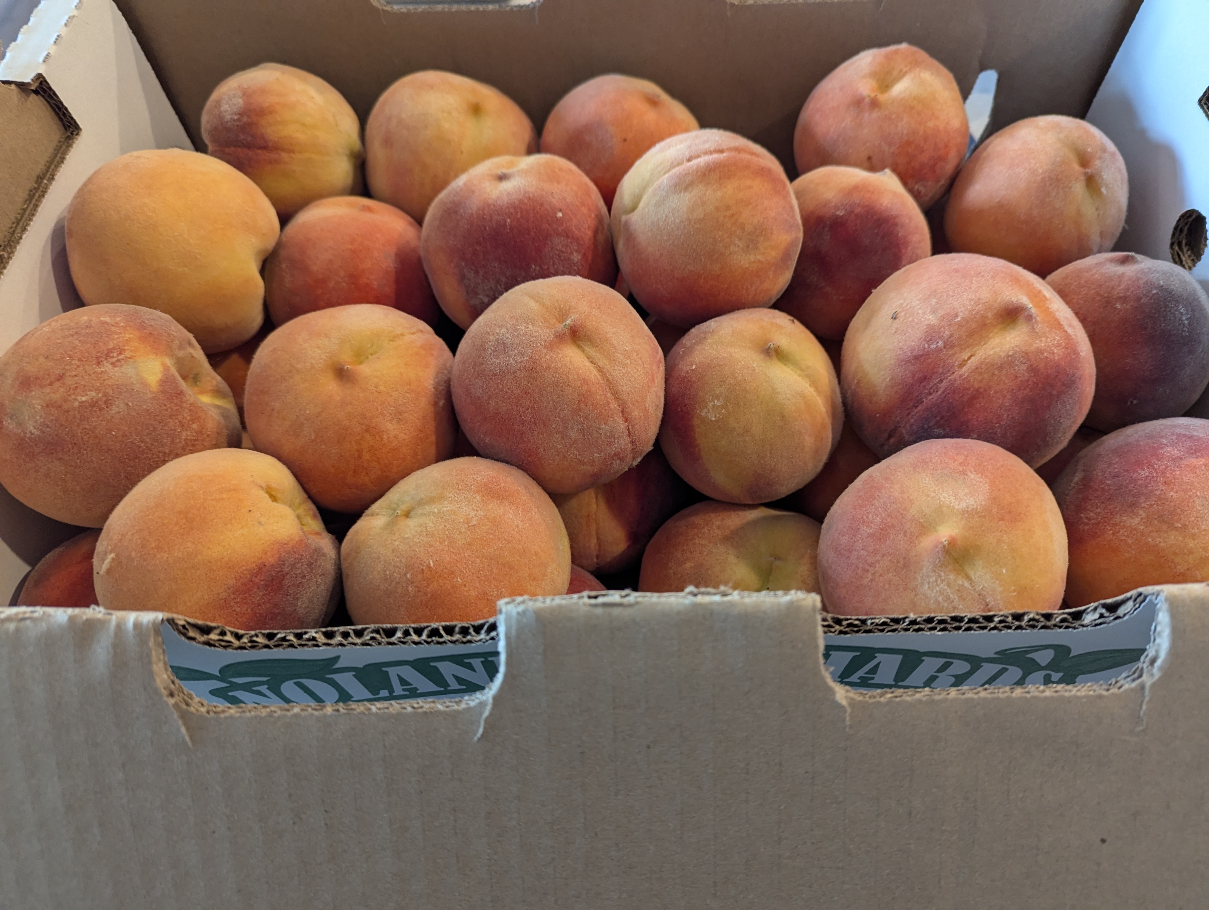 Palisades Peaches, Morrison, Colorado
